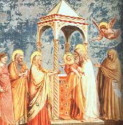 Giotto Scenes from the Life of the Virgin Spain oil painting reproduction