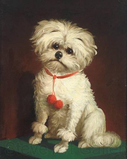 Anonymous Portrait of a Maltese dog Germany oil painting art